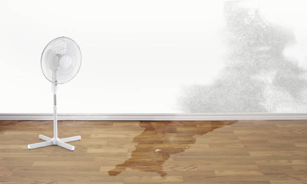 Best Water damage contractors near me  in West Palm Beach, FL